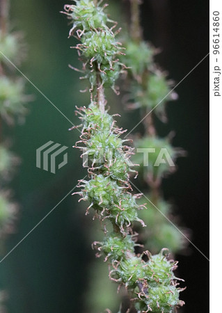 長い花序を垂らすコアカソ 96614860