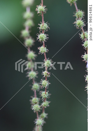 長い花序を垂らすコアカソ 長い花序を垂らすコアカソ 96614861