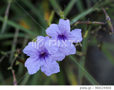 ヤナギバルイラソウの花 ヤナギバルイラソウの花 96614908