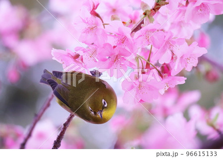 桜の枝にとまっているメジロ 桜の枝にとまっているメジロ 96615133