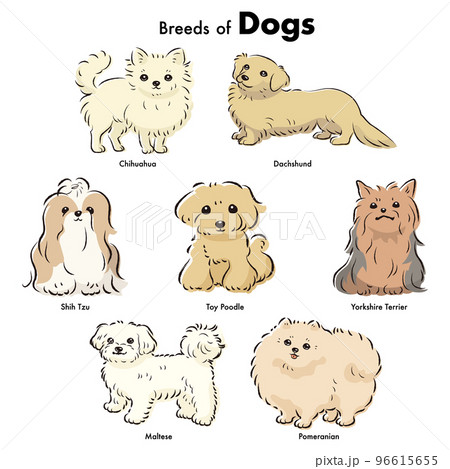 Simple and cute popular small dog breed... - Stock Illustration ...