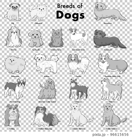 シンプルでかわいい人気の犬種　手描き線画ベクターイラストセット（白黒） 96615656
