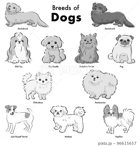 シンプルでかわいい人気の小型犬種　手描き線画ベクターイラストセット（白黒） 96615657