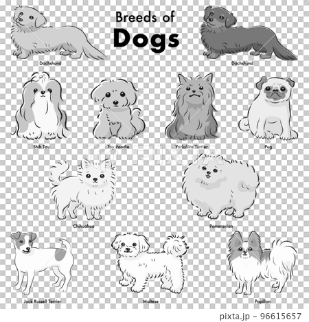 シンプルでかわいい人気の小型犬種　手描き線画ベクターイラストセット（白黒） 96615657
