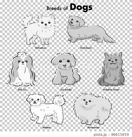 簡單可愛的流行小型犬品種手繪線描矢量插圖集（黑白） 96615659