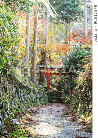 秋の勝手神社の参道 秋の勝手神社の参道 96615849