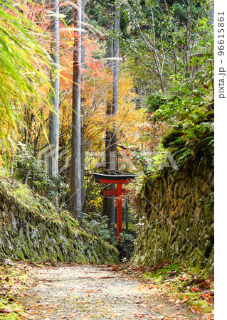秋の勝手神社の参道 秋の勝手神社の参道 96615861
