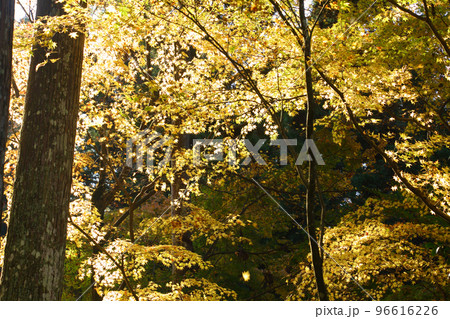 三千院の紅葉 三千院の紅葉 96616226