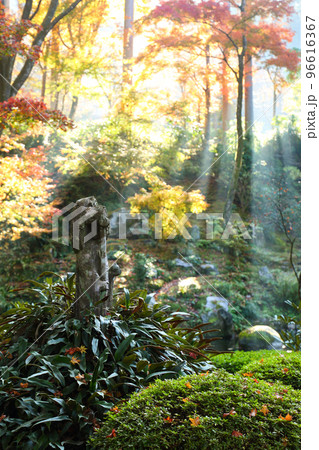 朝日射す三千院の紅葉 朝日射す三千院の紅葉 96616367