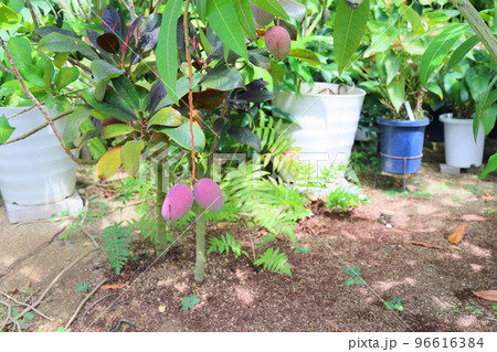 マンゴーの実 96616384