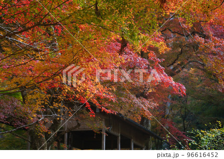 三千院の紅葉 三千院の紅葉 96616452