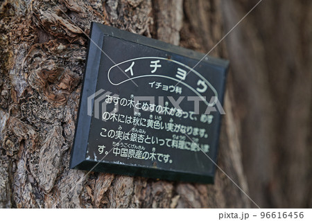 イチョウの説明木札 96616456