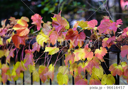 道庁の柵に咲く紅葉 道庁の柵に咲く紅葉 96616457