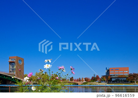 天文橋とコスモスの花　富岩運河環水公園 96616559