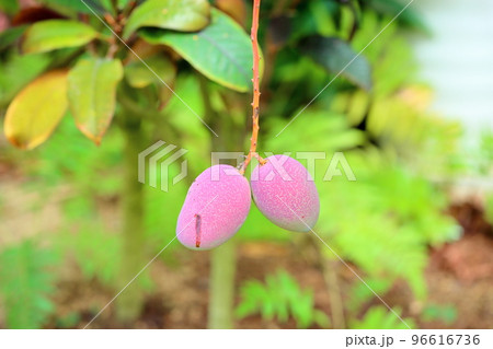 マンゴーの実 96616736