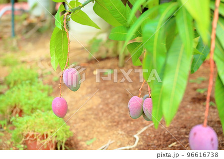 マンゴーの実 96616738