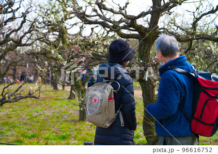 【大阪府】3月・大阪城公園に梅の花の見学に訪れた観光客 【大阪府】3月・大阪城公園に梅の花の見学に訪れた観光客 96616752