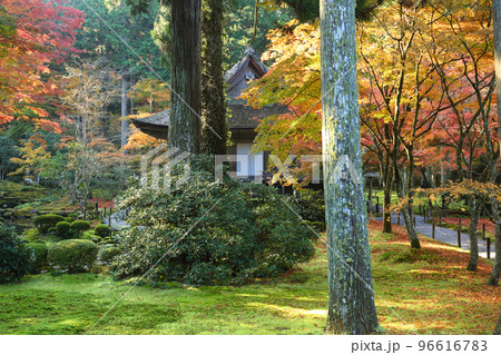朝の三千院の紅葉 96616783