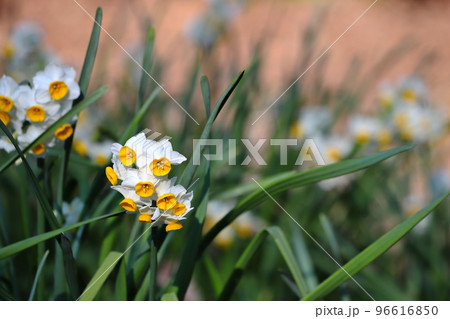 満開のニホンズイセン 96616850