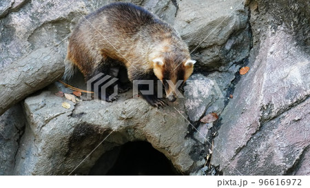 井の頭自然文化園の二ホンアナグマは、小岩が大好き 井の頭自然文化園の二ホンアナグマは、小岩が大好き 96616972