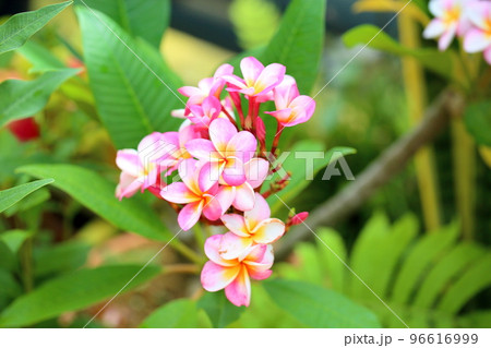 プルメリアの花 プルメリアの花 96616999