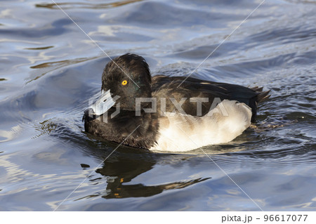 越冬のため日本にやってきたキンクロハジロ 96617077