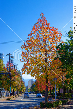 千代町環水公園線沿いの街路樹の紅葉 富岩運河環水公園 千代町環水公園線沿いの街路樹の紅葉 富岩運河環水公園 96617148