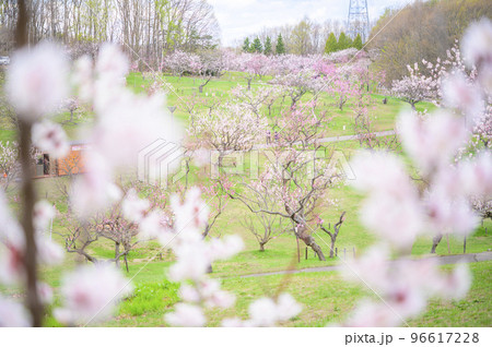 見頃を迎えた札幌市の平岡公園にある梅林 96617228