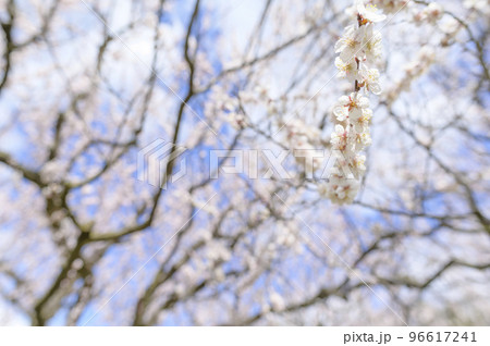 梅の花(白梅)のクローズアップ 梅の花(白梅)のクローズアップ 96617241