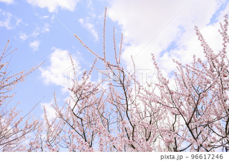 梅の花と青空 96617246