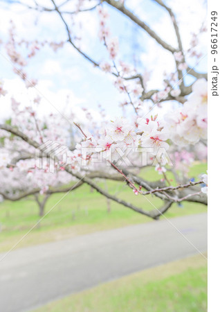 梅の花(白梅)のクローズアップ 梅の花(白梅)のクローズアップ 96617249