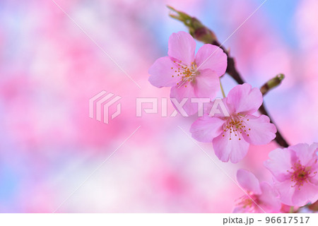 一足早い春の訪れ 満開の河津桜 96617517
