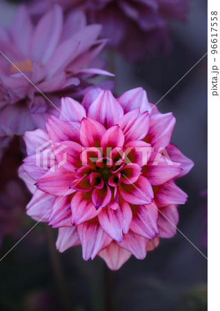 花素材 ピンクのダリア 花素材 ピンクのダリア 96617558