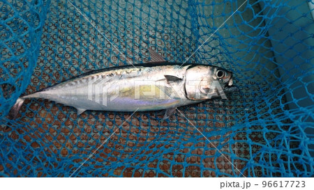 釣れたソーダガツオ 96617723