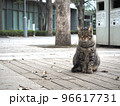 距離を保って人を眺める都会の野良猫 96617731