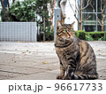 都会で暮らす野良猫 96617733
