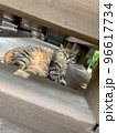 神社の境内でお昼寝してるのを見つかった野良猫 96617734