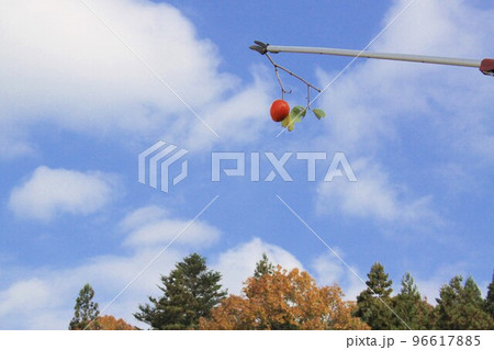 渋柿とり 96617885