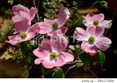 ハナミズキ チェロキーチーフ ハナミズキ チェロキーチーフ 96617886