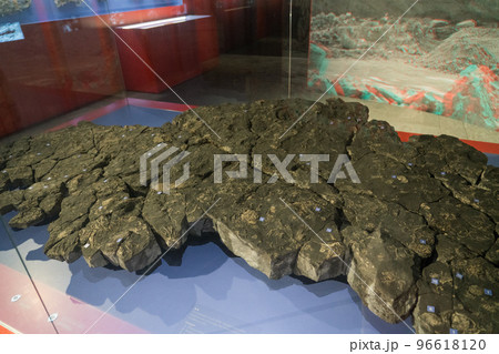ベルン自然史博物館の展示品 96618120