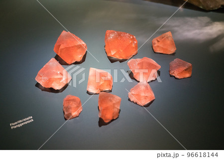 ベルン自然史博物館の展示品 96618144