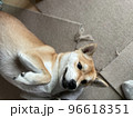 甘えモードの柴犬 96618351