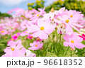 満開のコスモス 96618352
