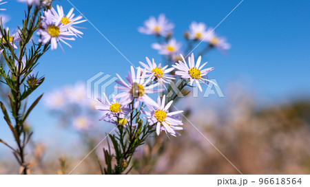 カワラノギク（絶滅危惧種） 96618564