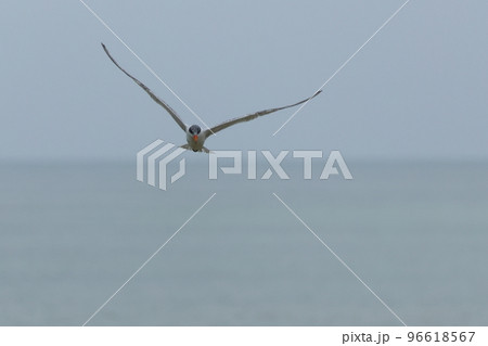 生き物　野鳥　オニアジサシ、翅を広げると一メートル四十センチ程。海鳥らしい長くて頑丈そうな翼 96618567