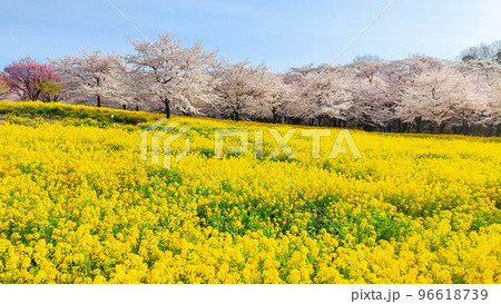 赤城南面千本桜と菜の花 96618739