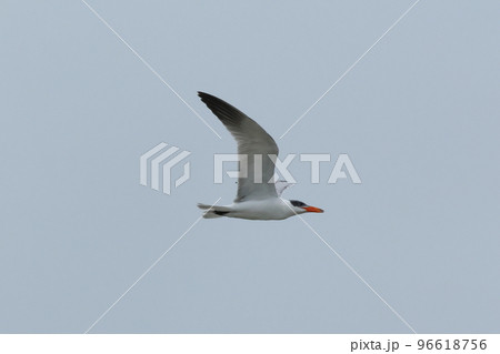 生き物　野鳥　オニアジサシ、赤い嘴が特徴の大きなアジサシ。頭が胡麻塩なのは冬羽 96618756