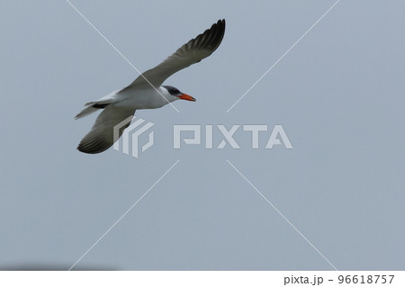生き物　野鳥　オニアジサシ、赤い嘴は遠くからでもよく目立ちます。大きさはセグロカモメくらい 96618757