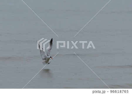 生き物　野鳥　オニアジサシ、無事大きな魚をゲット。これからどこかに降りてお食事 96618765