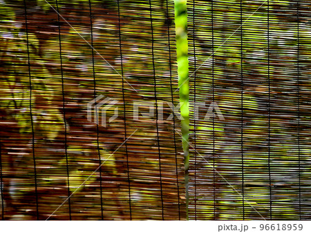 すだれ越しに見る庭の樹木 96618959